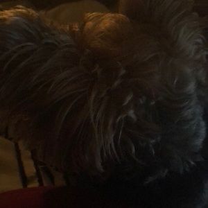 Meet your Posher, Ty